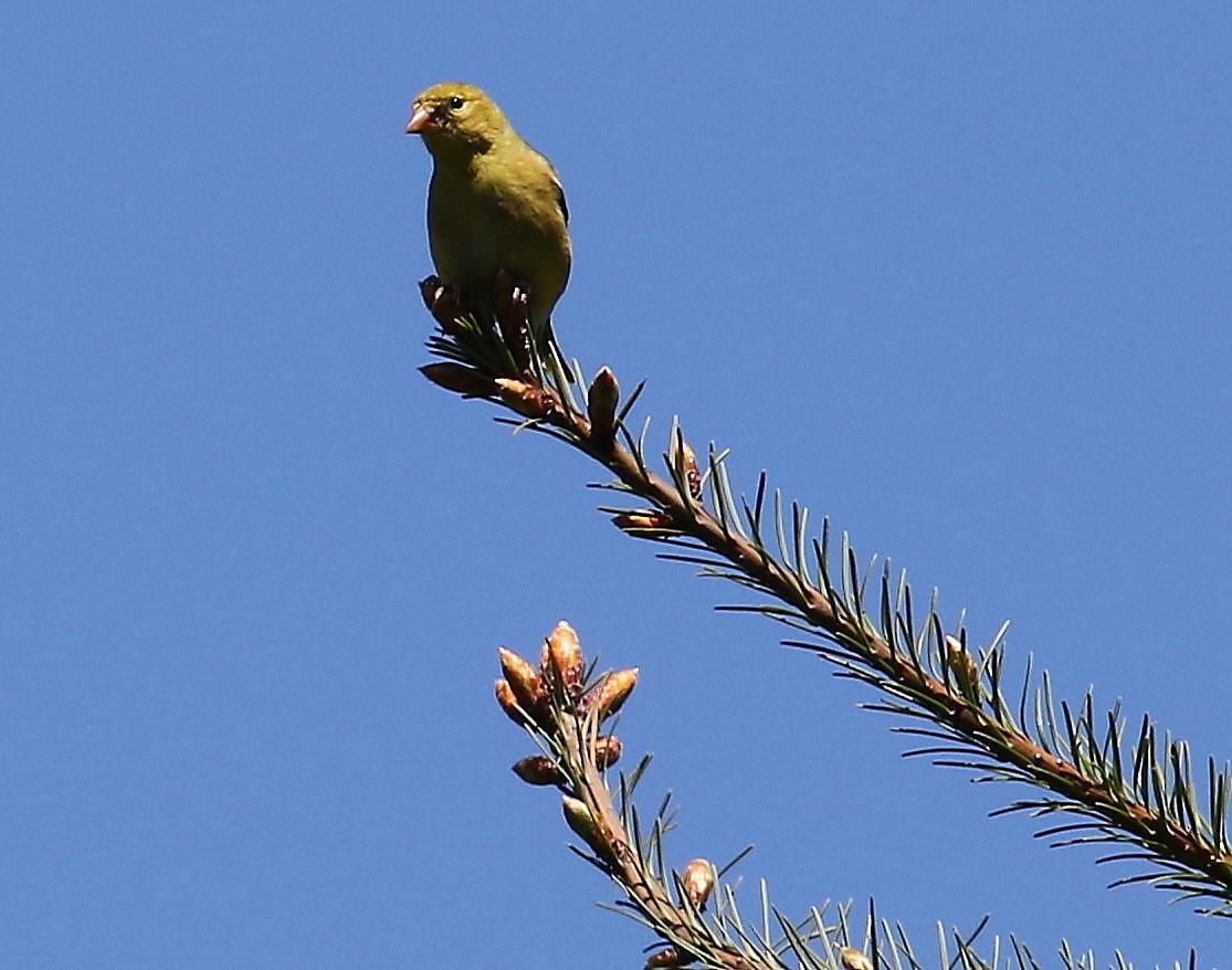 American Goldfinch - John F. Gatchet