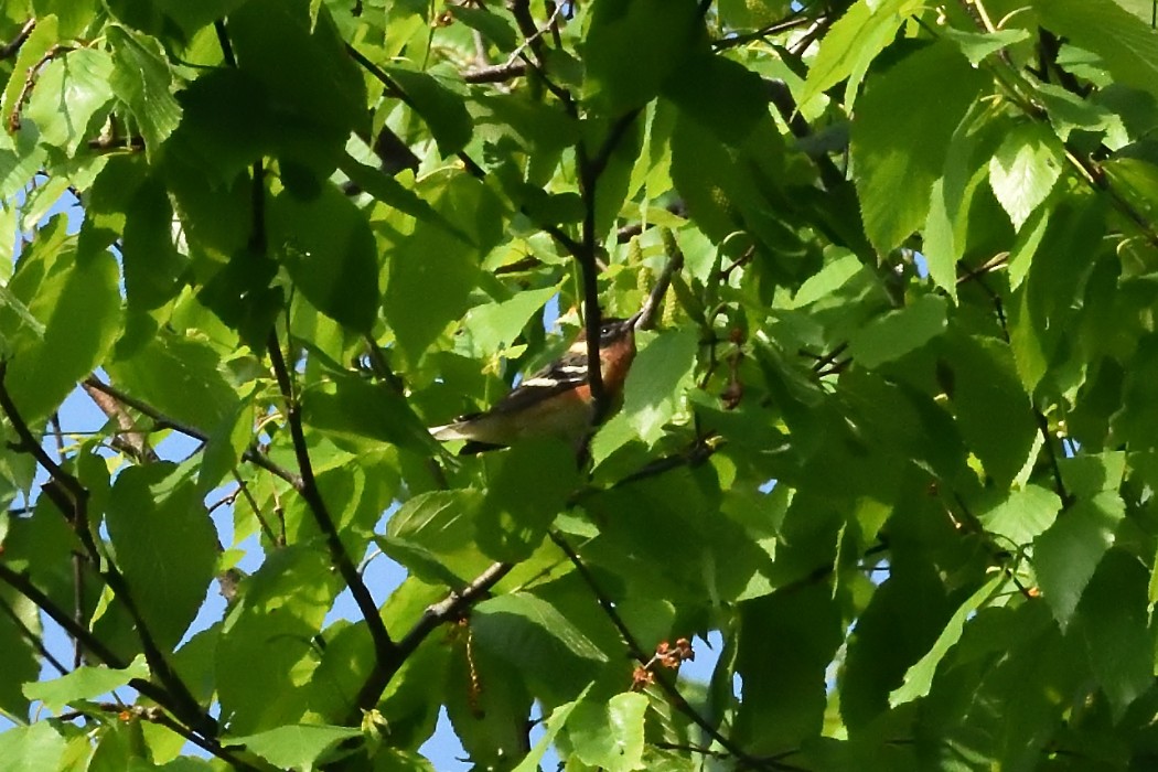 Bay-breasted Warbler - Dave DeReamus