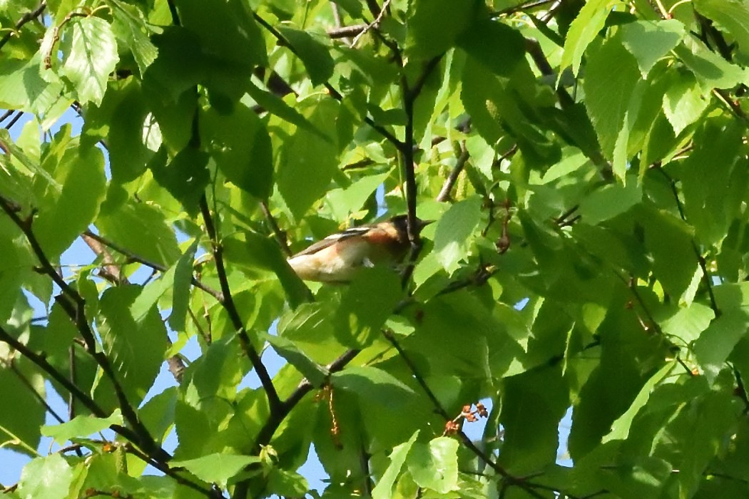 Bay-breasted Warbler - Dave DeReamus