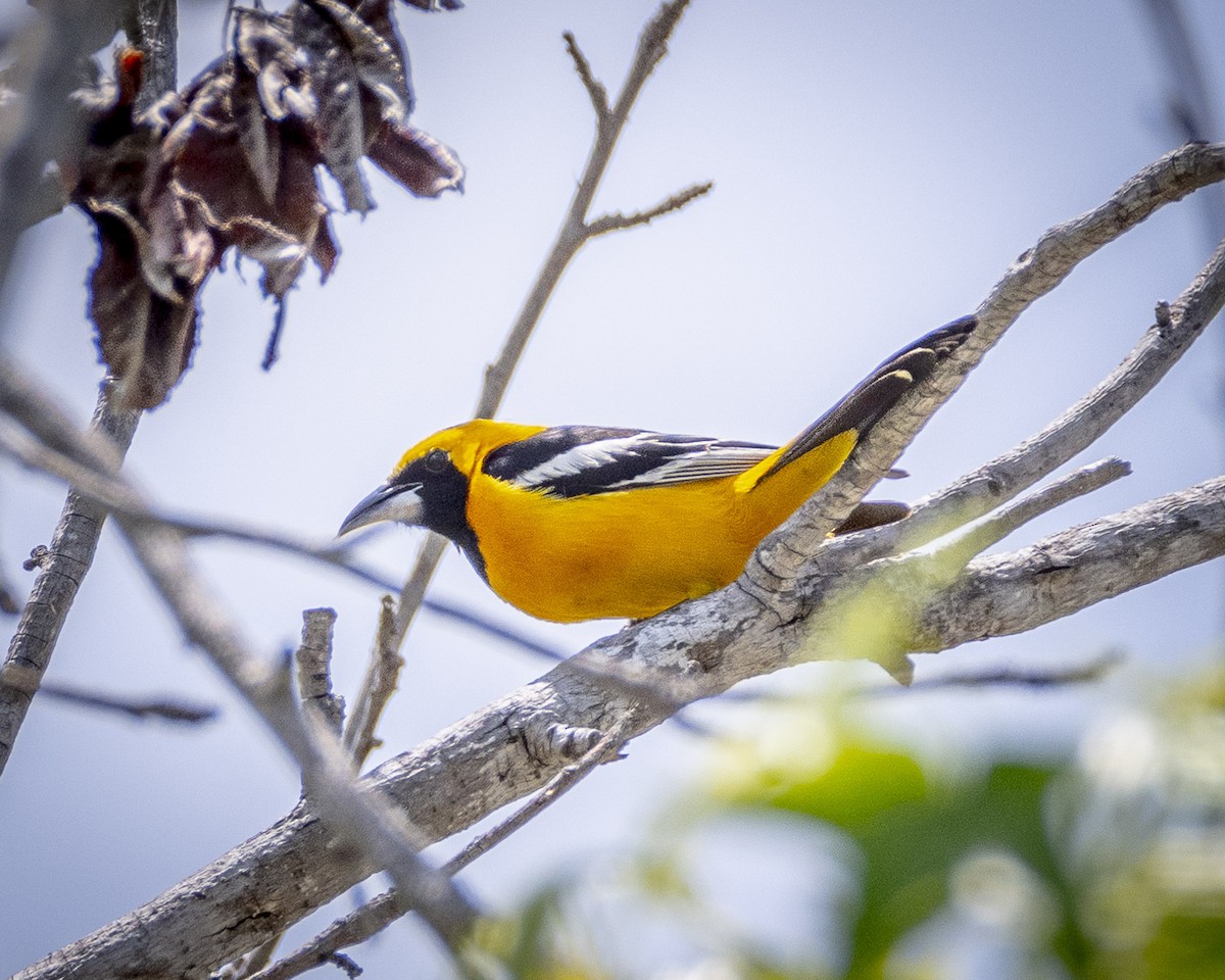 Hooded Oriole - James Kendall