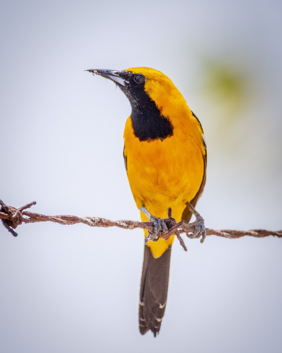 Hooded Oriole - James Kendall
