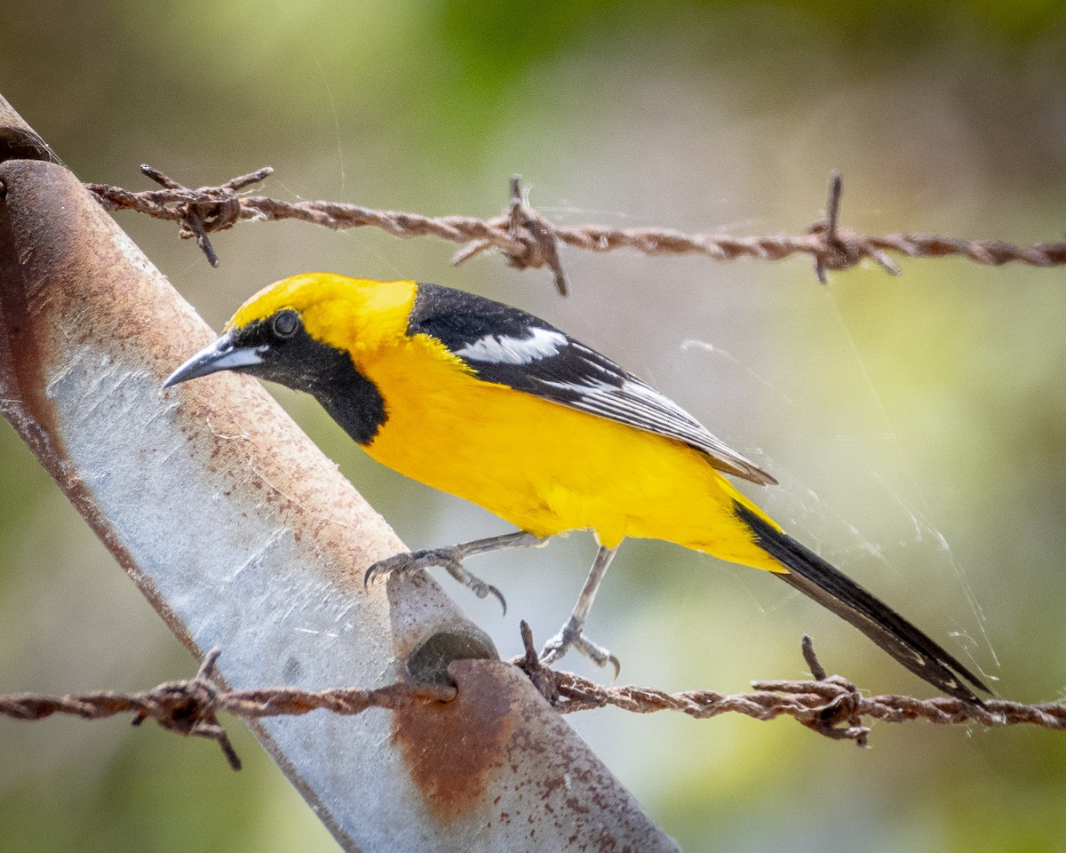 Hooded Oriole - ML619069811