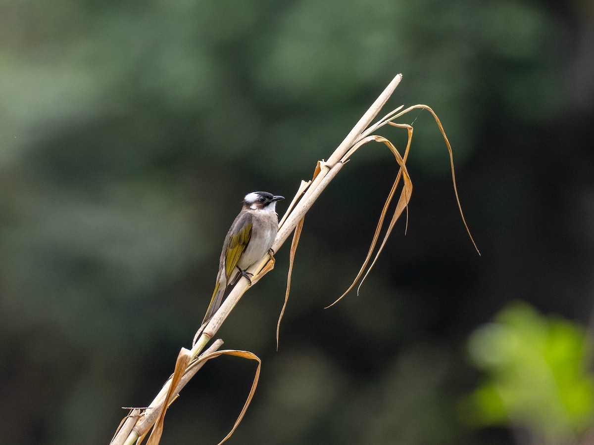 Light-vented Bulbul (formosae/orii) - Rachael Kaiser