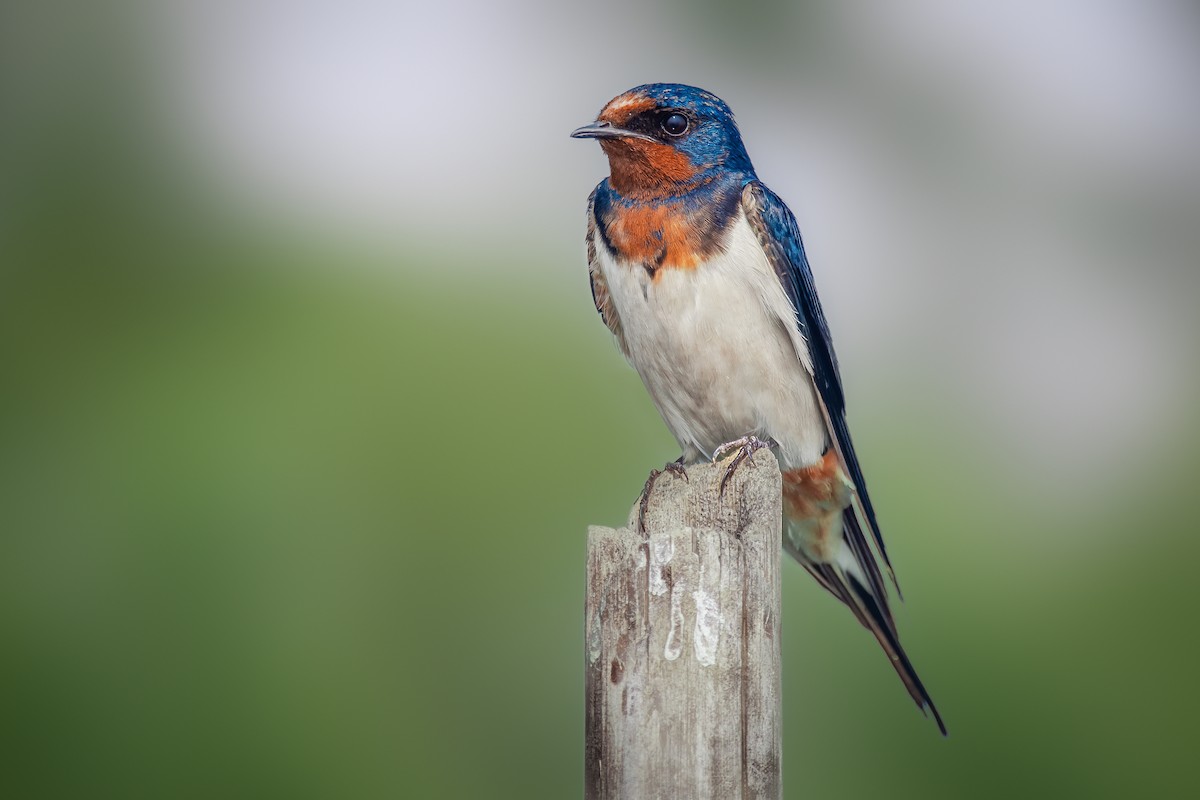 Barn Swallow - Rahul Chakraborty