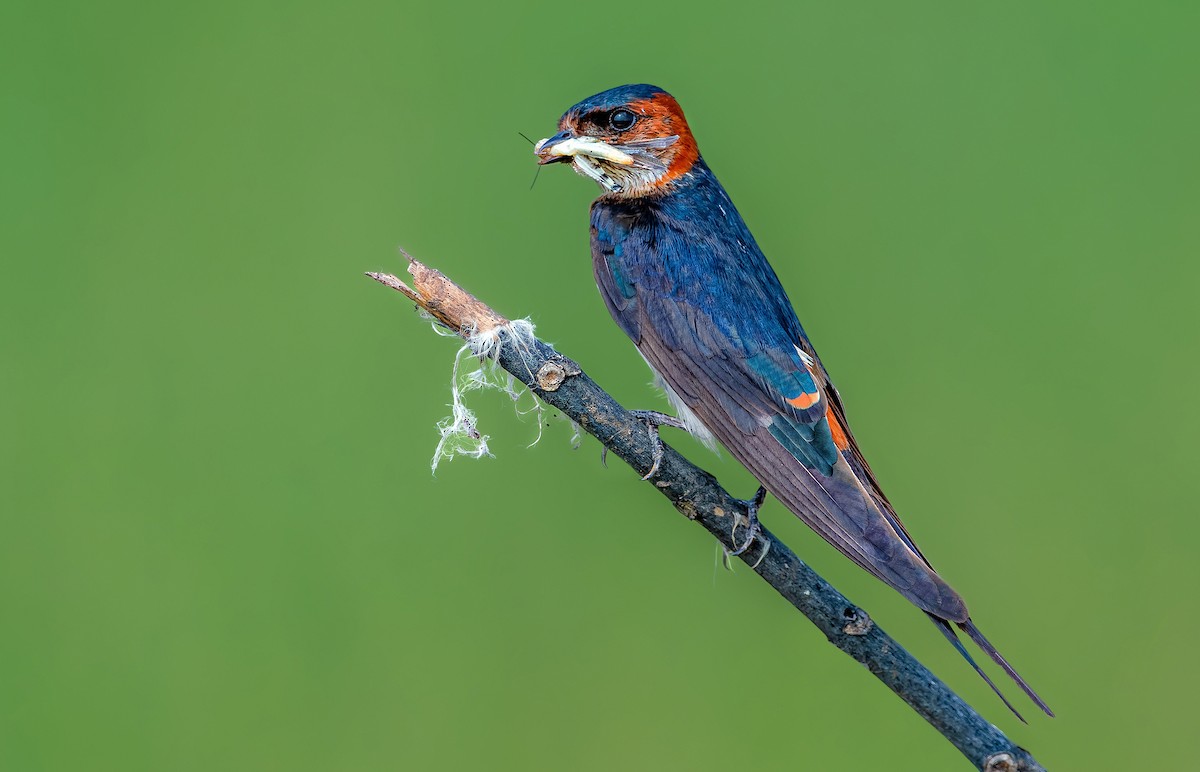 Red-rumped Swallow - Rahul Chakraborty