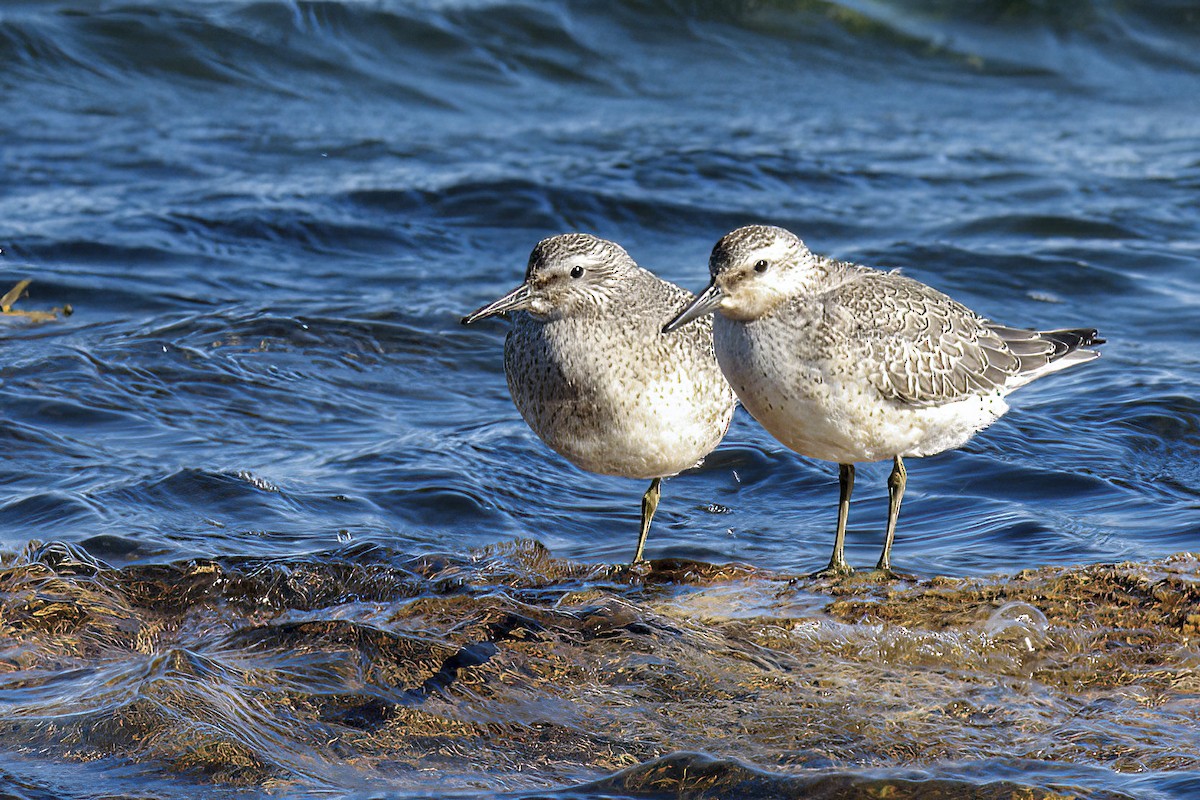 Red Knot - ML619069876