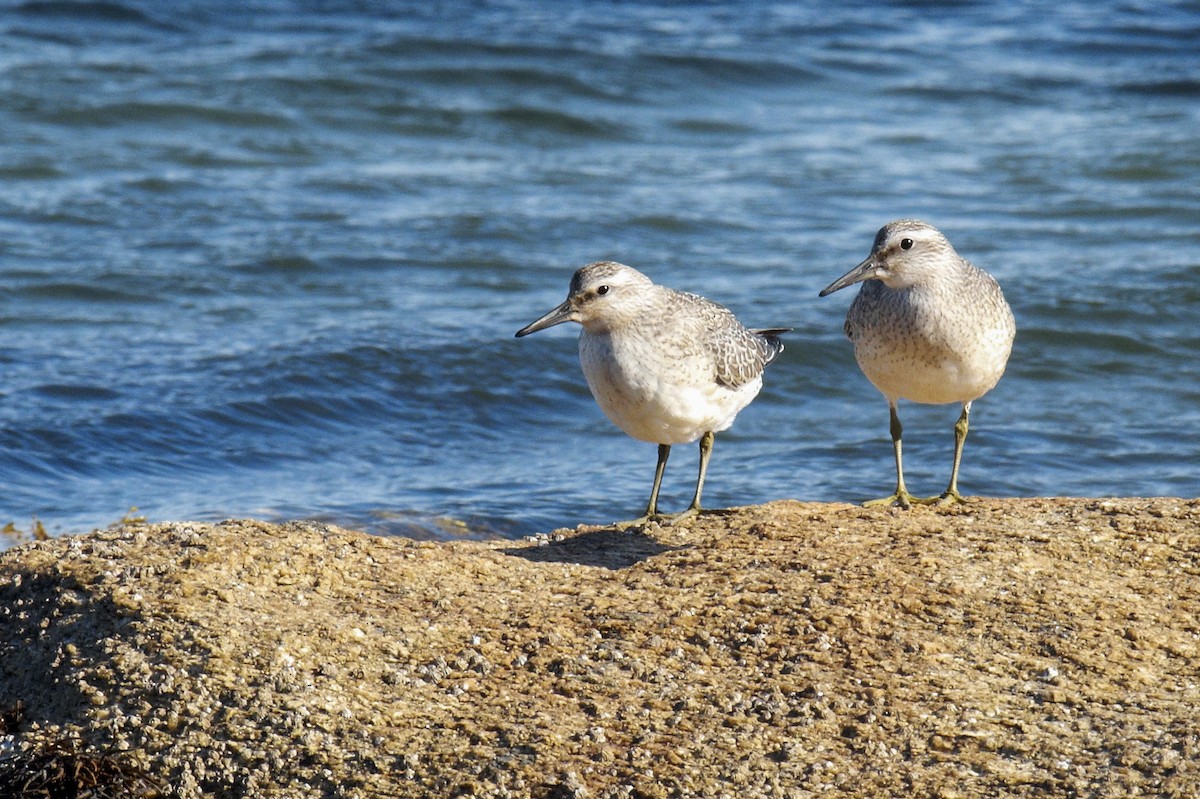 Red Knot - ML619069878