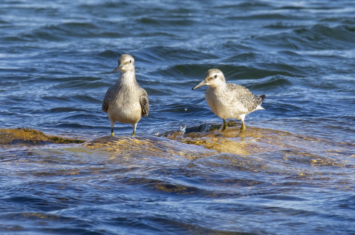 Red Knot - ML619069880