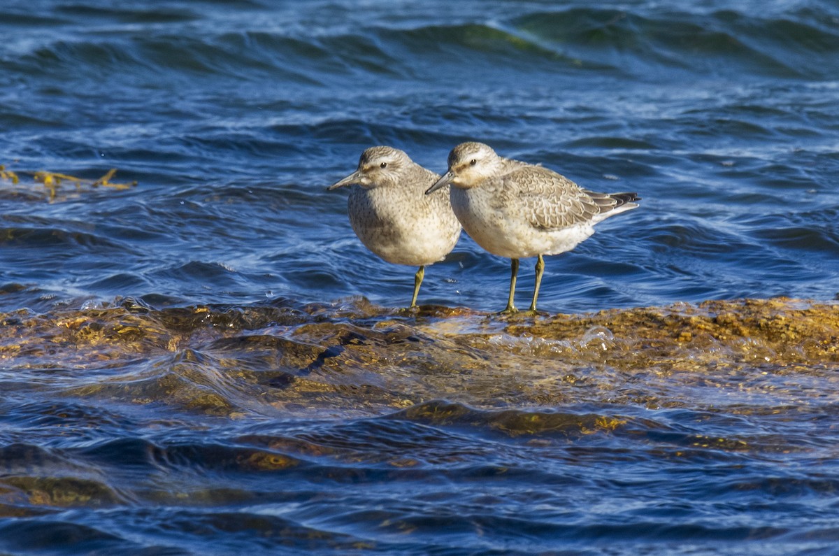 Red Knot - ML619069881