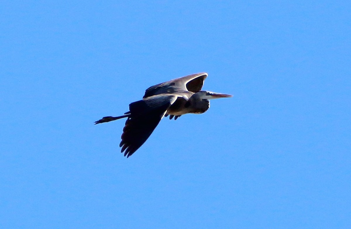 Gray Heron - bousquet francois