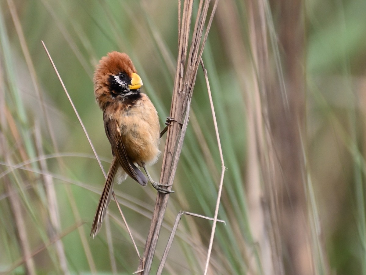 Black-breasted Parrotbill - ML619069925