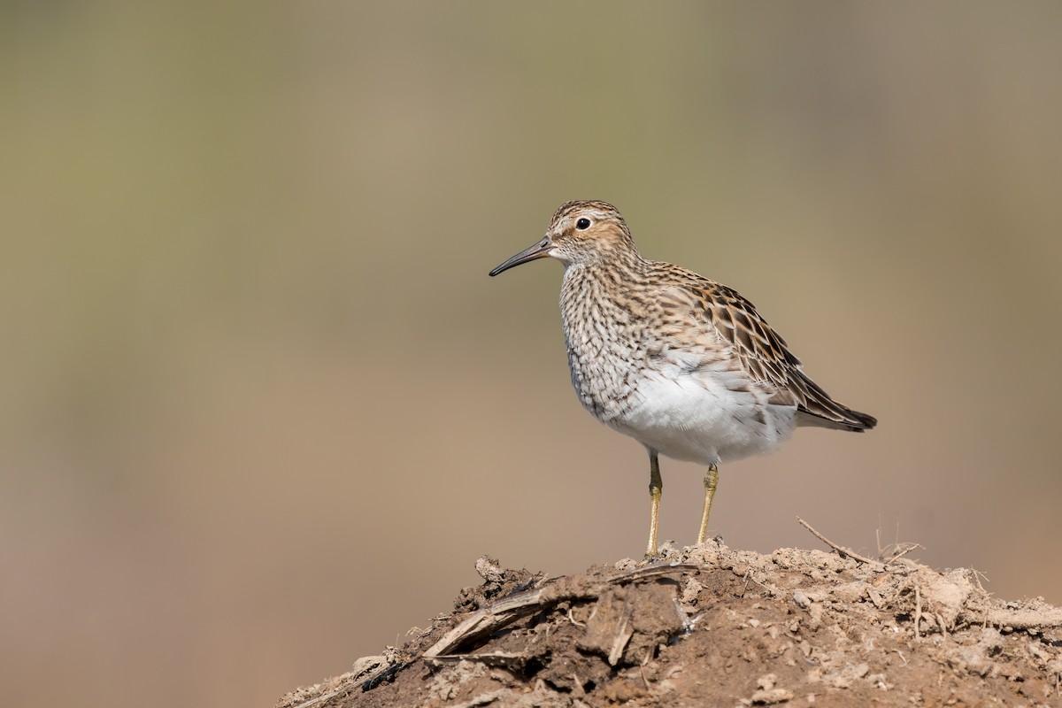 Pectoral Sandpiper - ML619069926