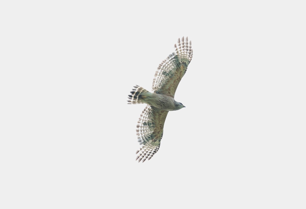 Red-shouldered Hawk - ML619069931