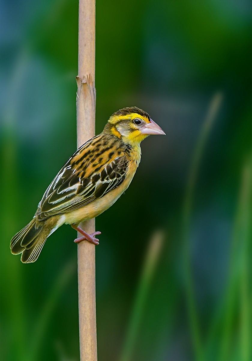 Black-breasted Weaver - ML619069940