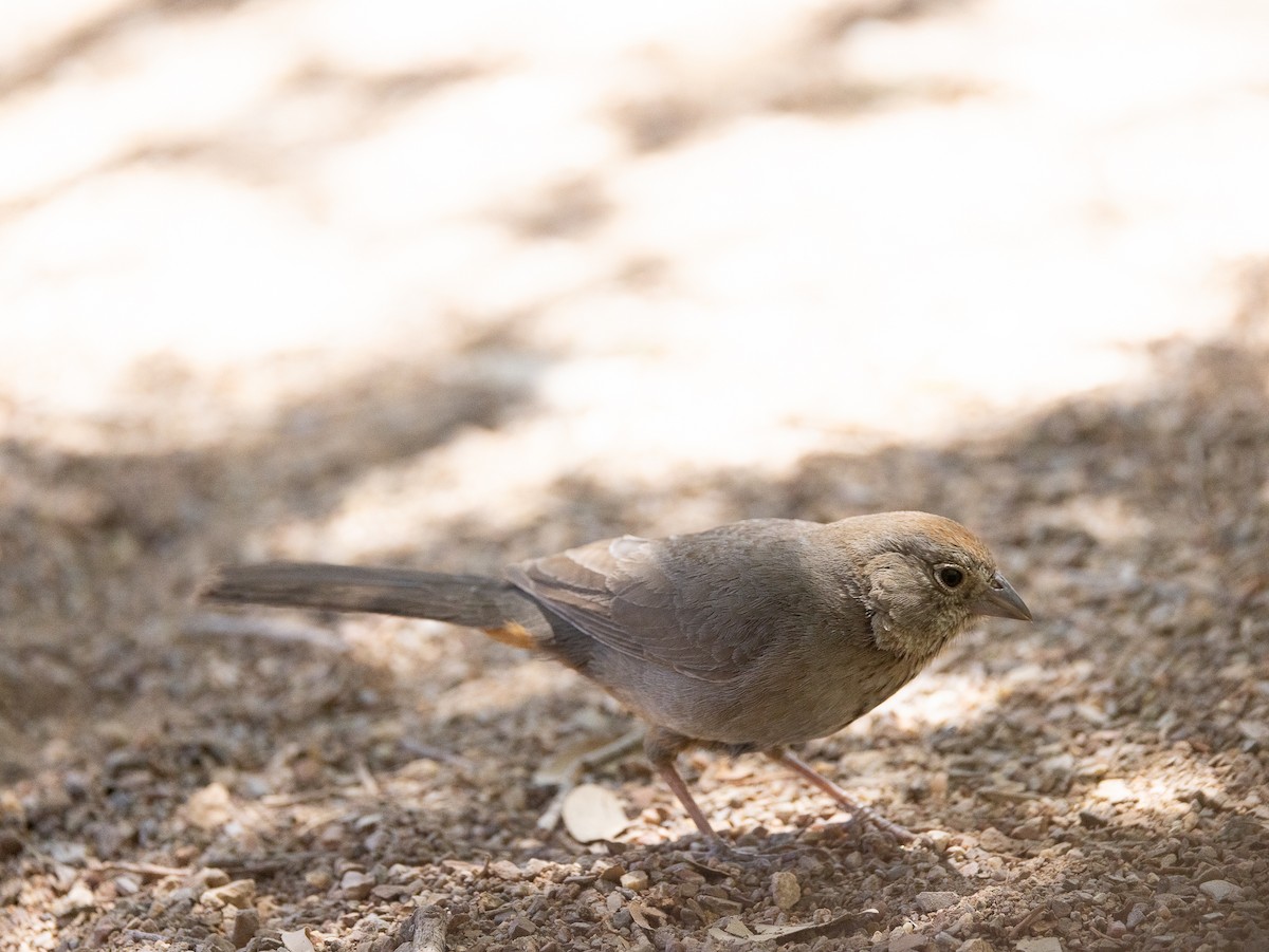 Canyon Towhee - Betty Stevens