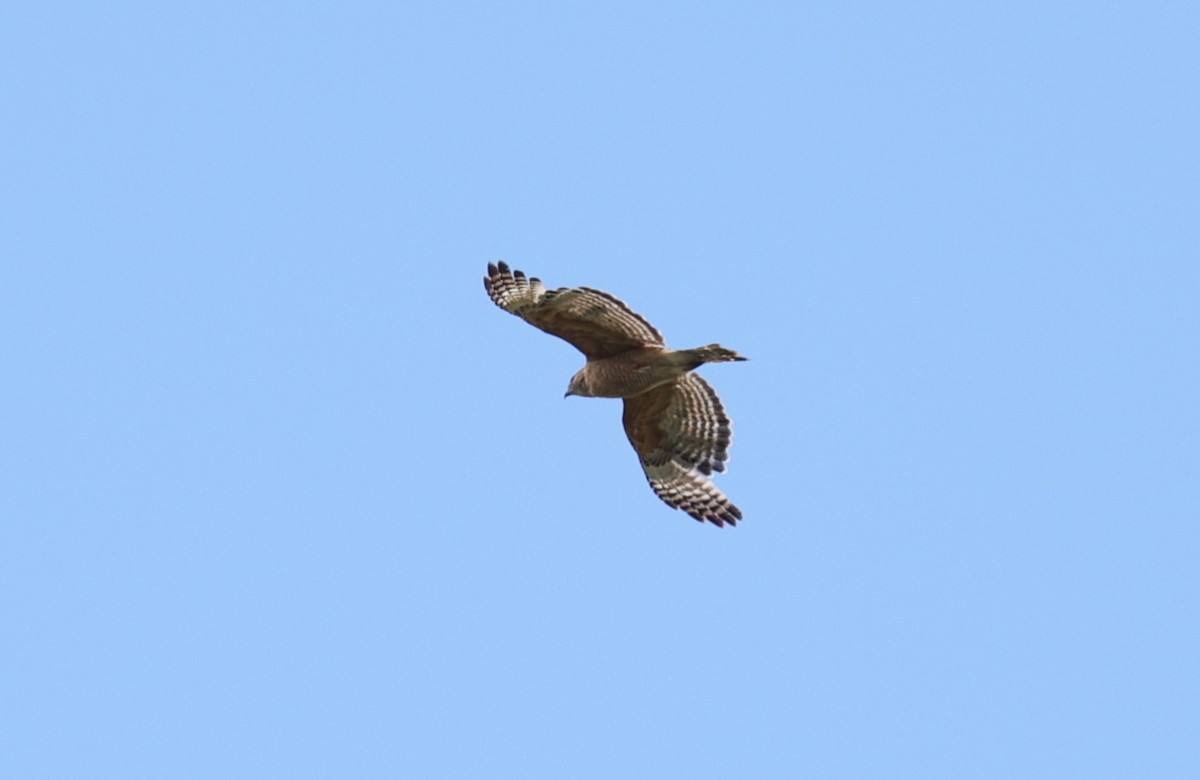 Red-shouldered Hawk - ML619069954