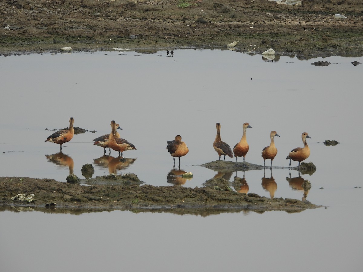 Dendrocygne siffleur - ML619069972