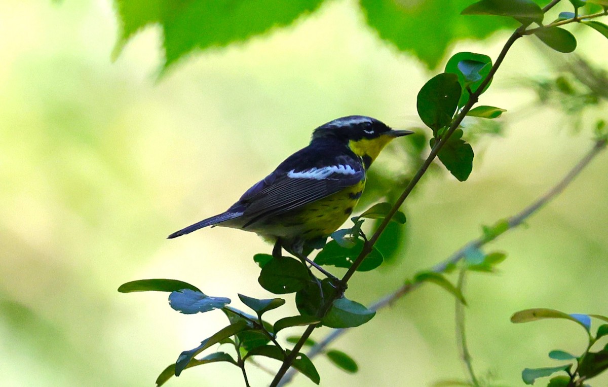 Magnolia Warbler - Margareta Wieser