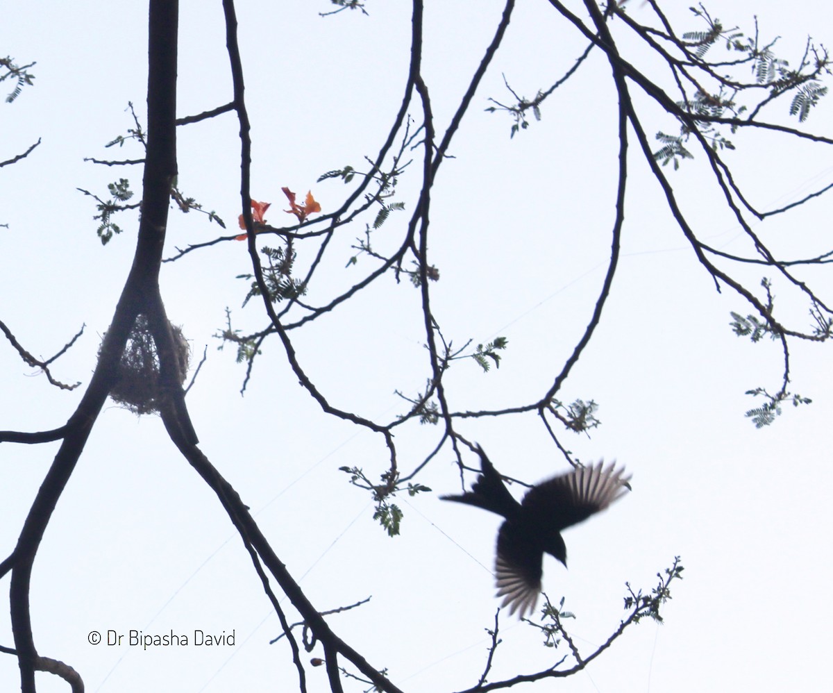 Black Drongo - Dr Bipasha David