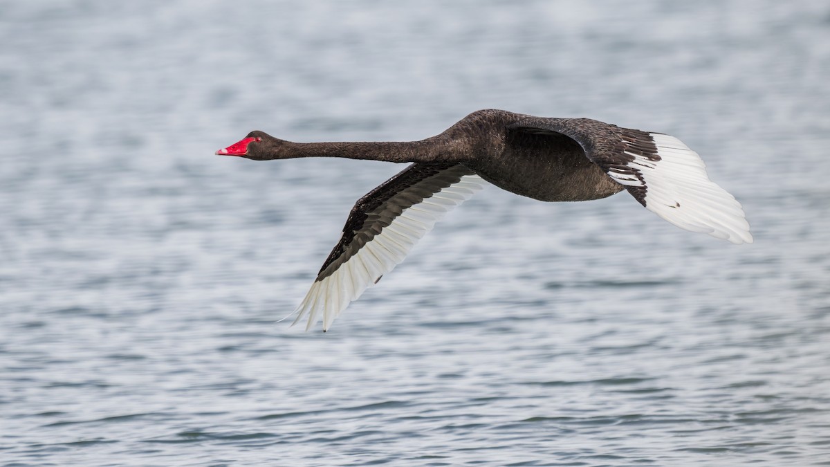 Black Swan - ML619070066