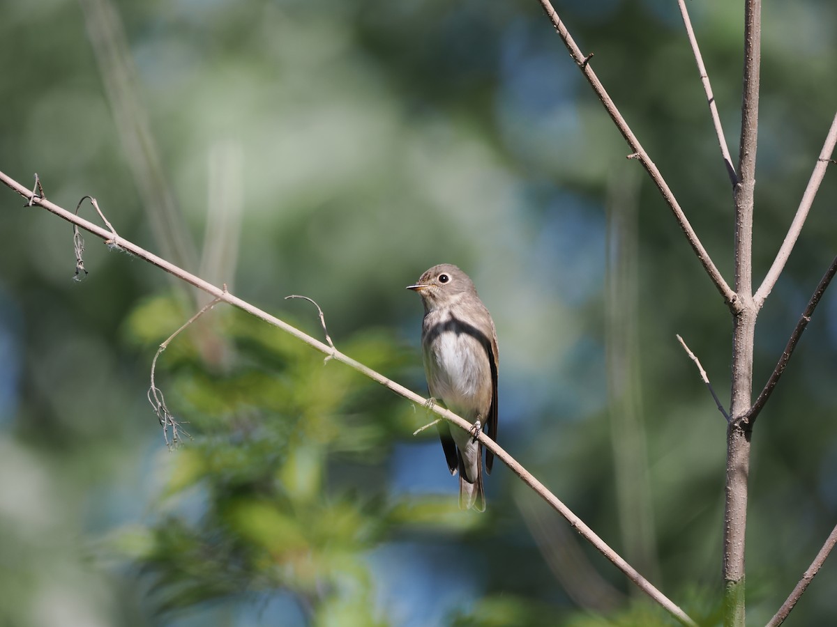 Dark-sided Flycatcher - Yawei Zhang