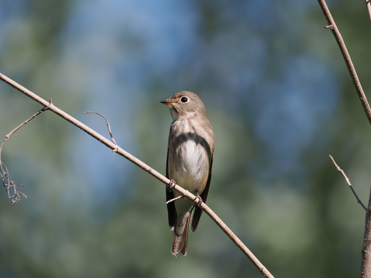 Dark-sided Flycatcher - Yawei Zhang