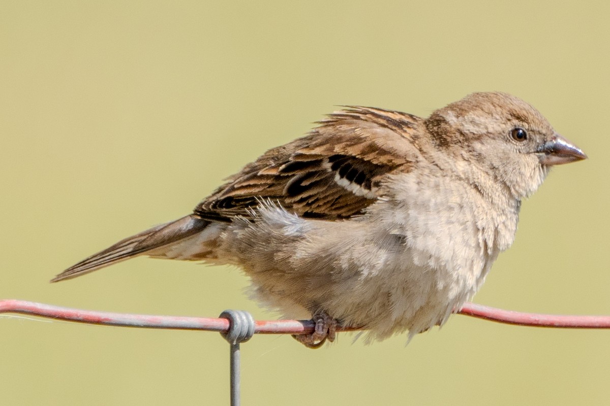 House Sparrow - Carter Pape