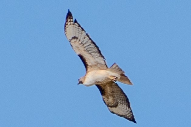 Red-tailed Hawk - ML619070109