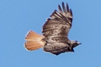 Red-tailed Hawk - ML619070110