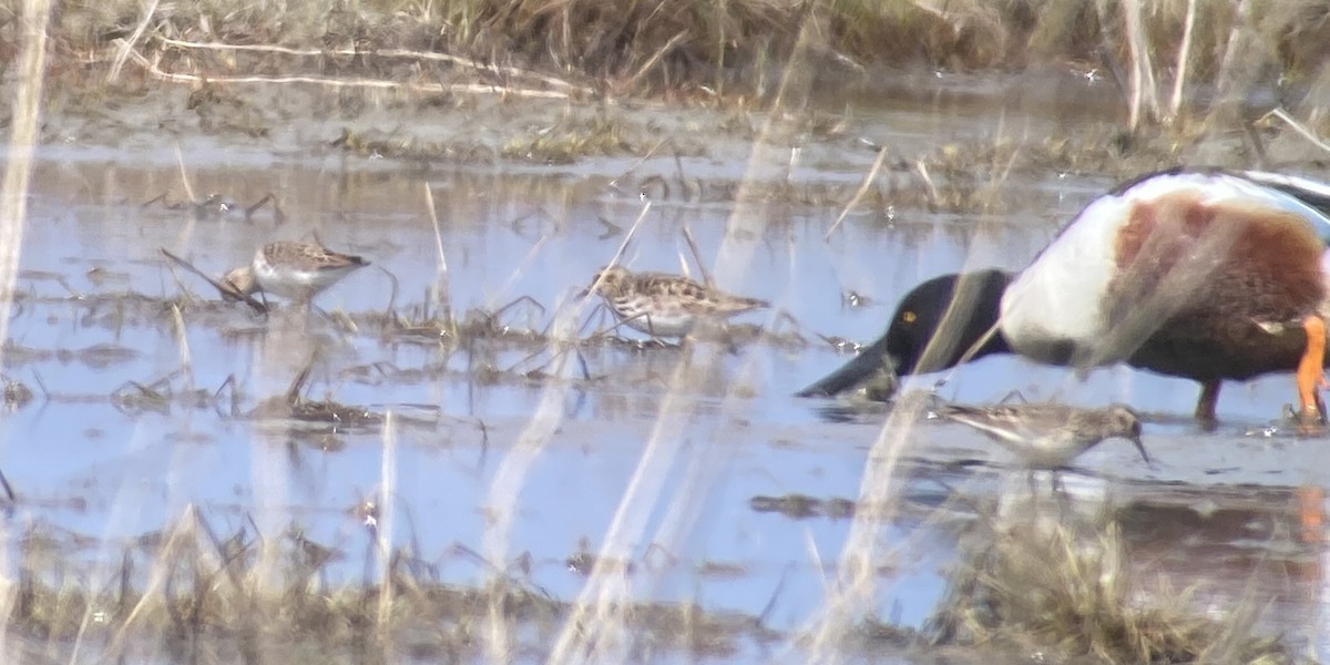 Baird's Sandpiper - ML619070112