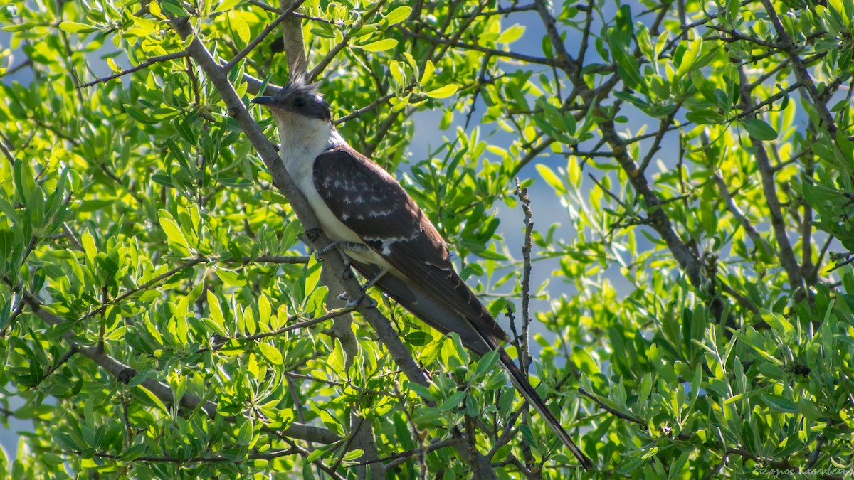 Great Spotted Cuckoo - ML619070120