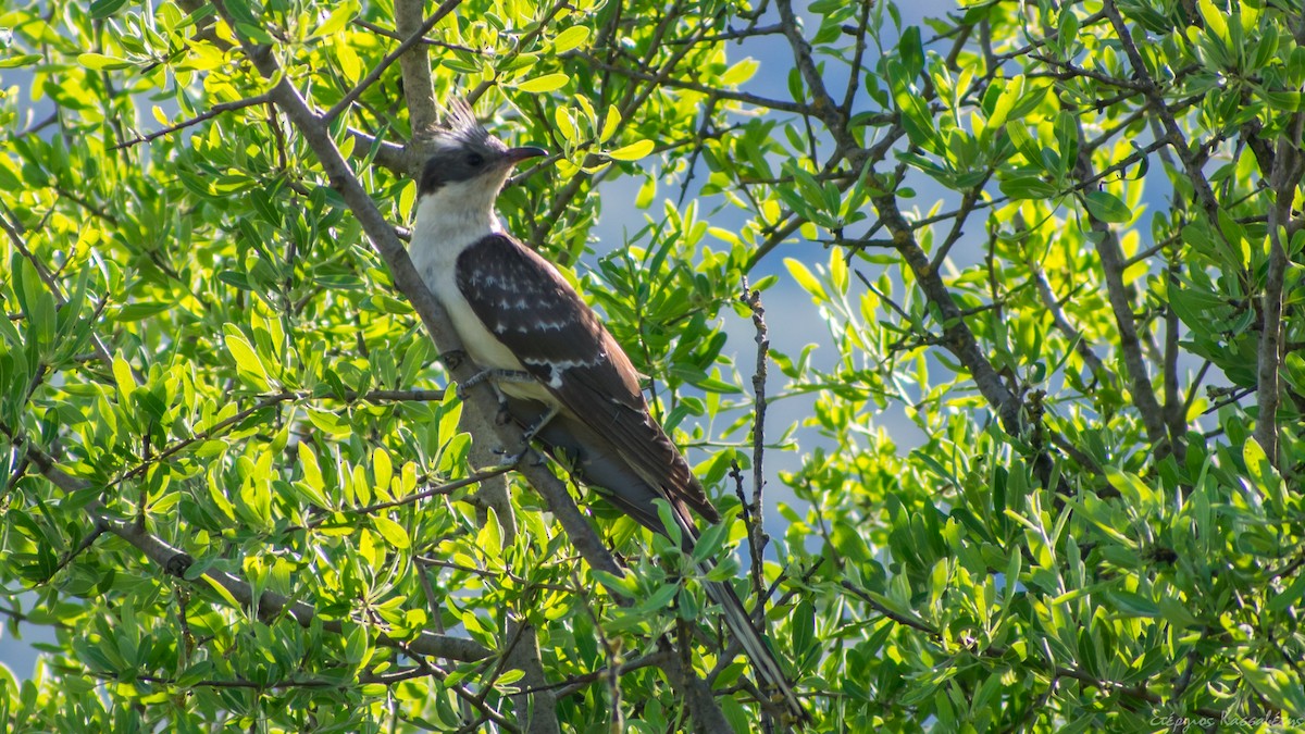 Great Spotted Cuckoo - ML619070121