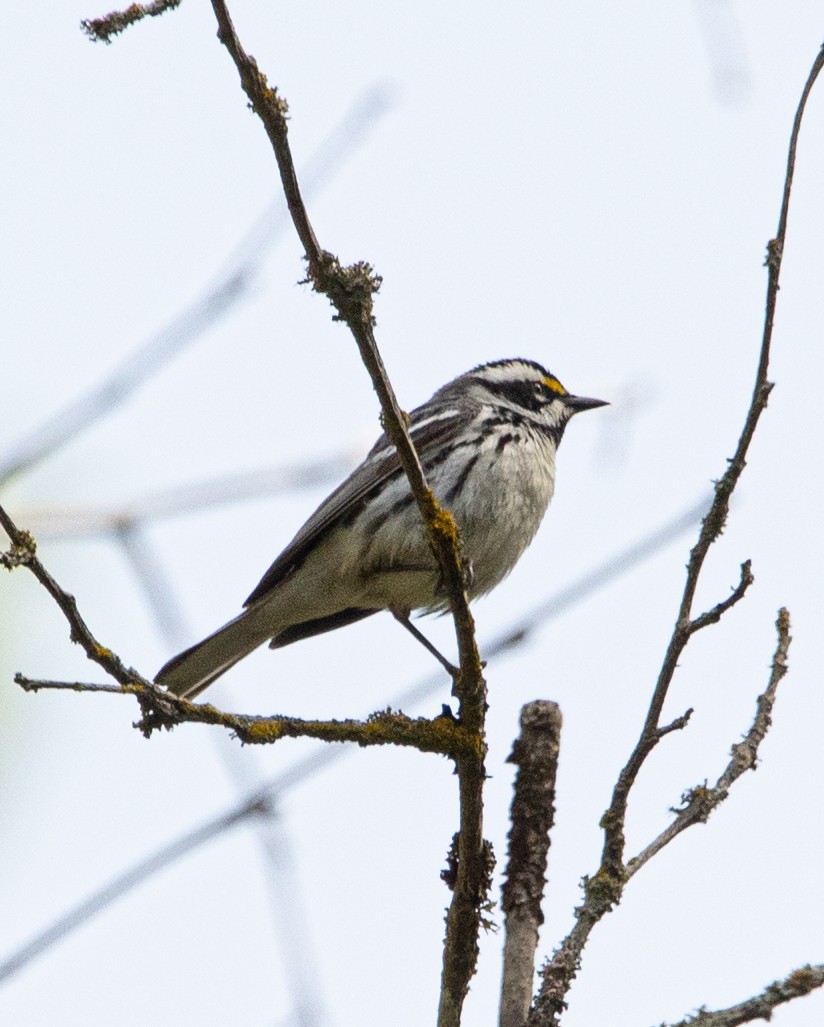 Black-throated Gray Warbler - Tobin Sparling