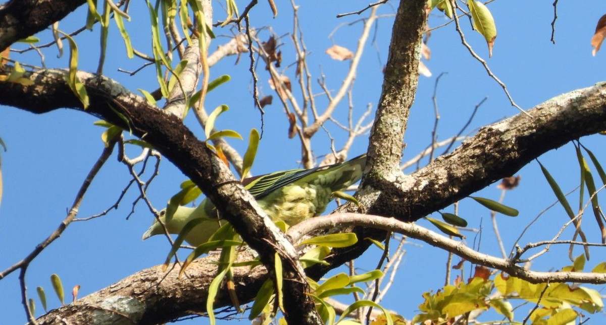 Andaman Green-Pigeon - Chaiti Banerjee