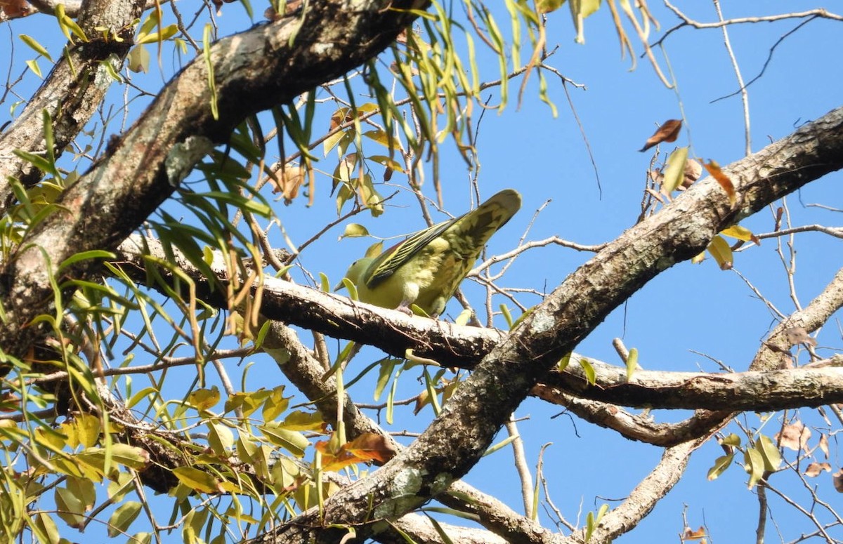 Andaman Green-Pigeon - ML619070144