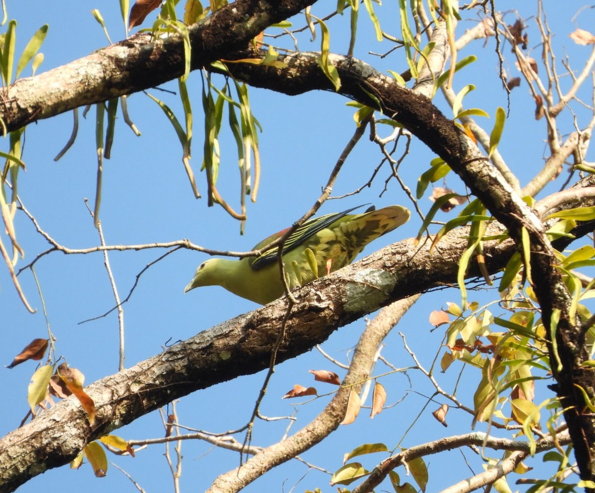 Andaman Green-Pigeon - Chaiti Banerjee