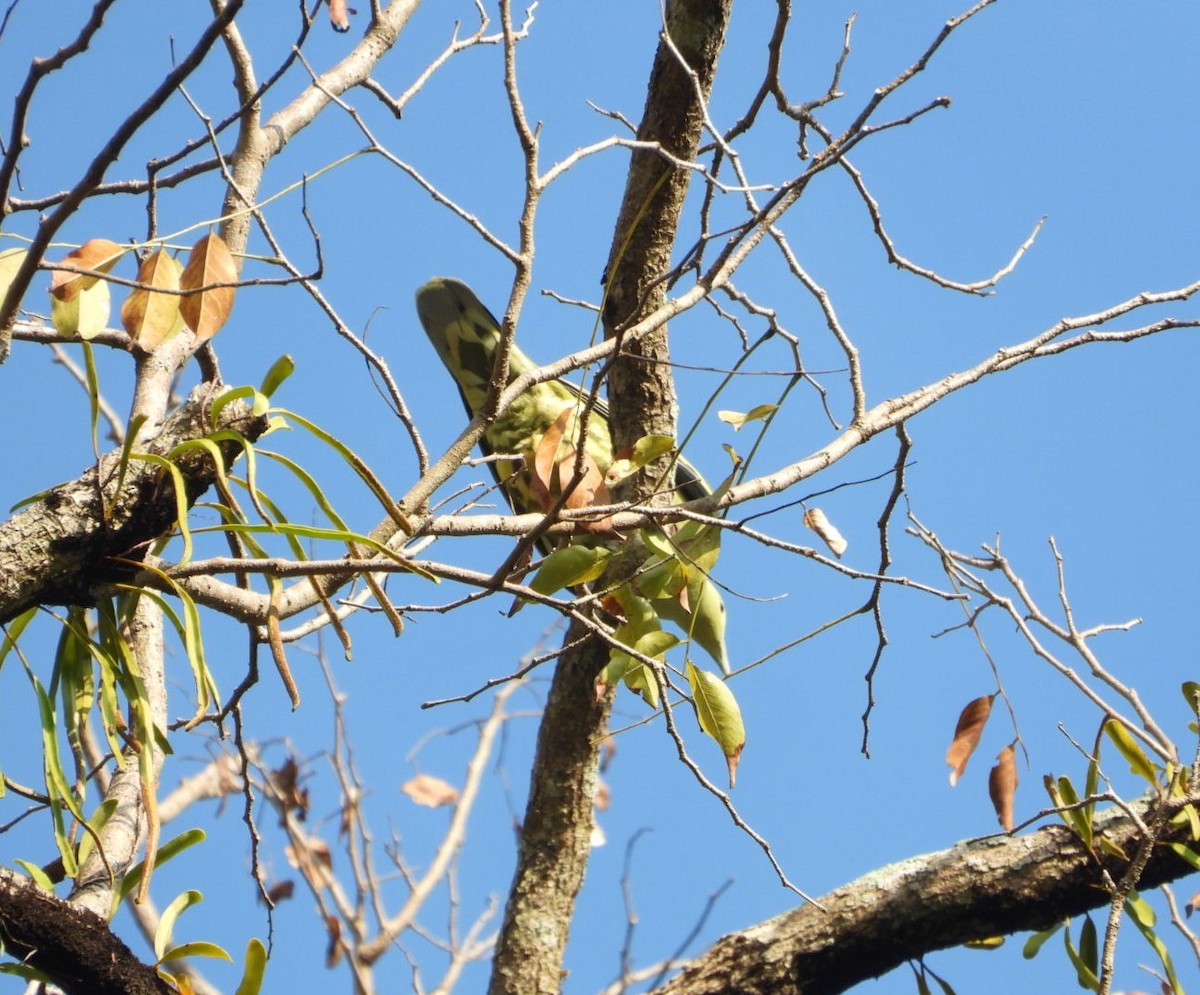 Andaman Green-Pigeon - Chaiti Banerjee