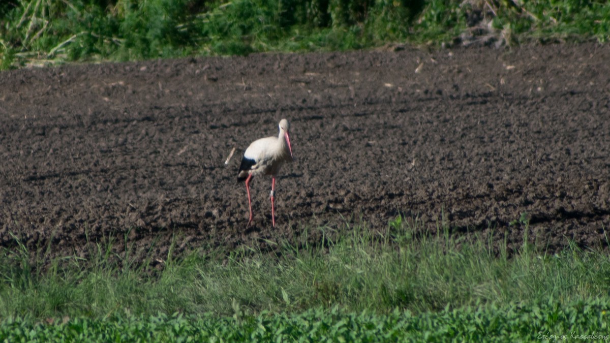White Stork - ML619070149