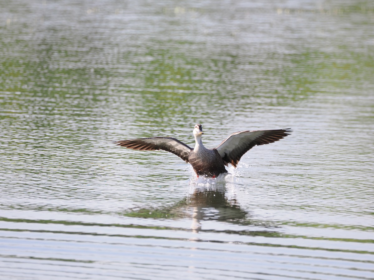 Eastern Spot-billed Duck - ML619070157