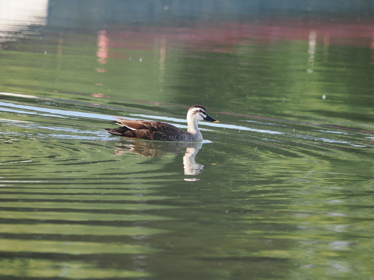 Eastern Spot-billed Duck - Yawei Zhang