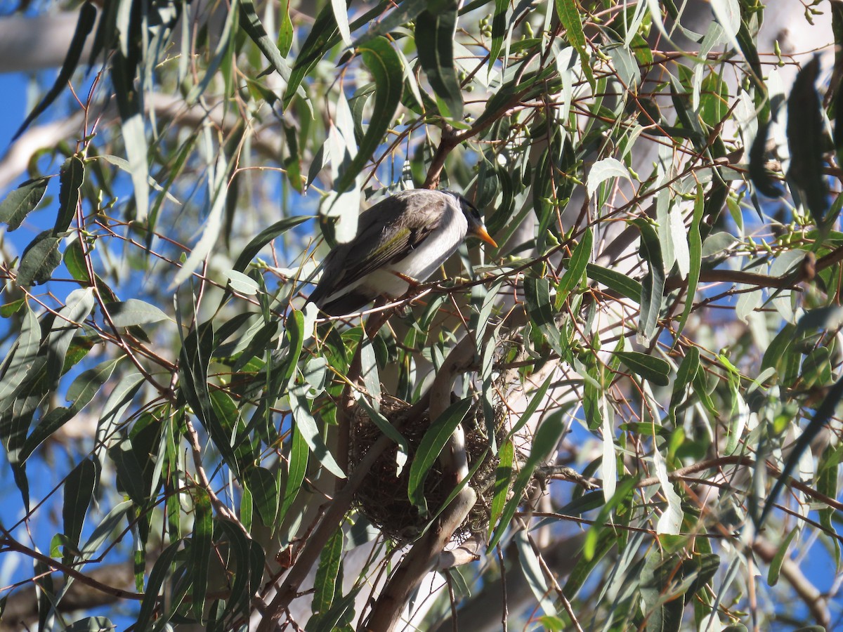 Noisy Miner - ML619070161