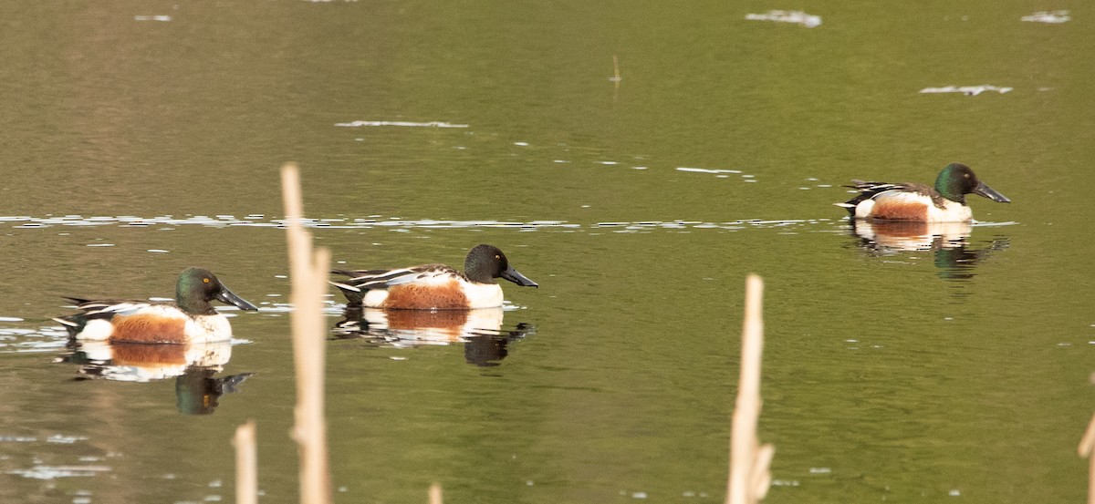 Northern Shoveler - ML619070168