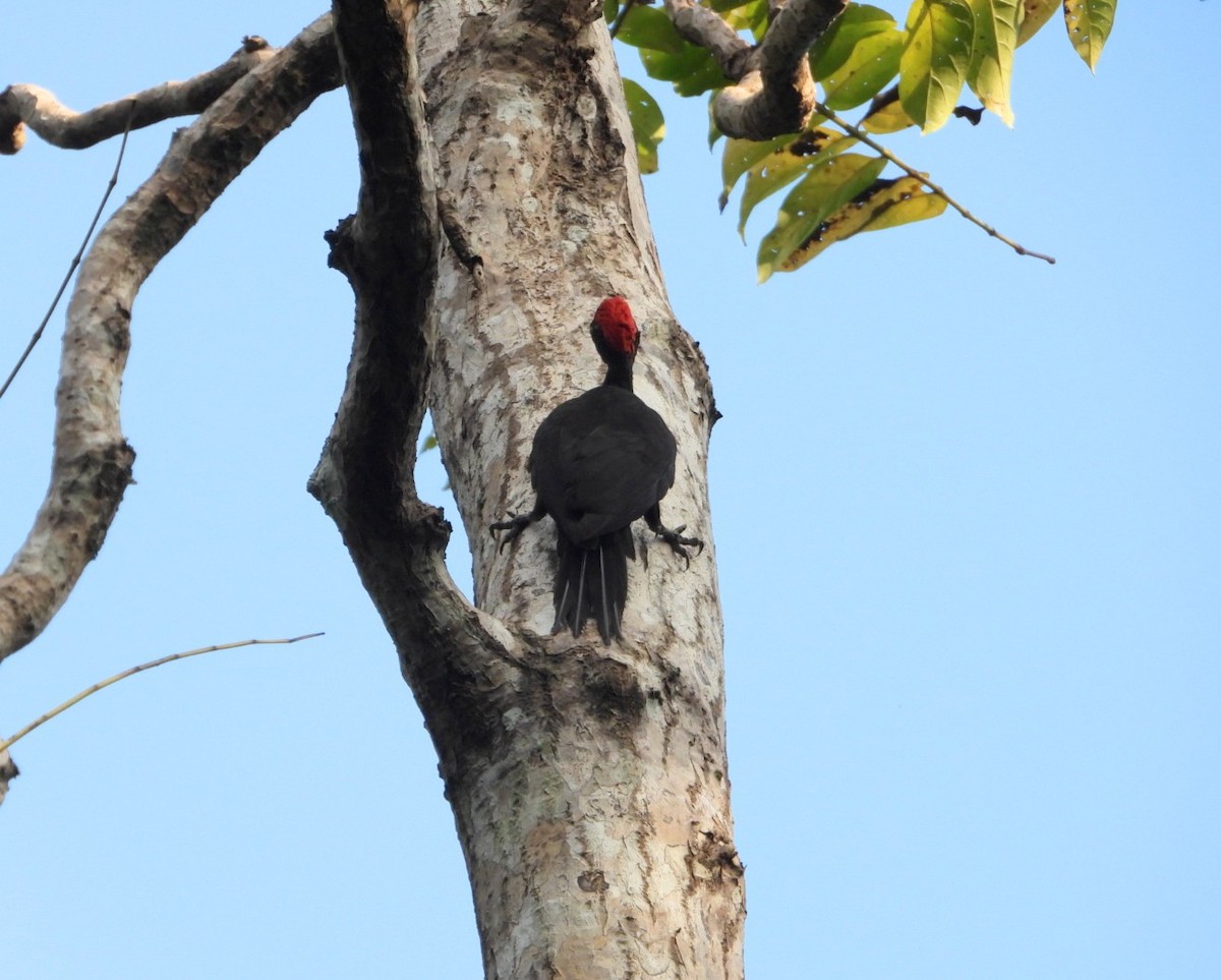 Andaman Woodpecker - Chaiti Banerjee