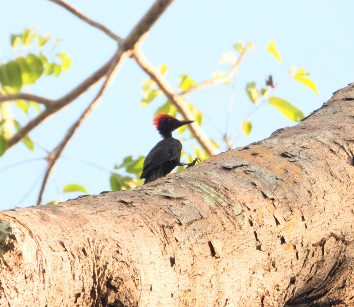 Andaman Woodpecker - Chaiti Banerjee