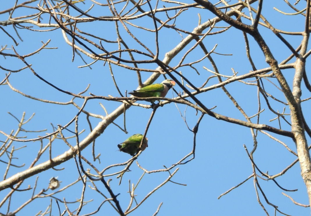 Red-breasted Parakeet - Chaiti Banerjee