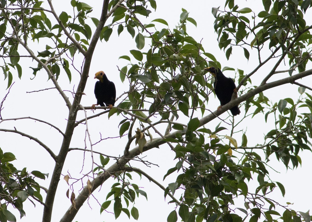 Golden-crested Myna - Tim Harrop