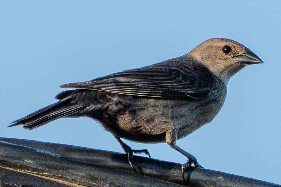 Brown-headed Cowbird - Carter Pape