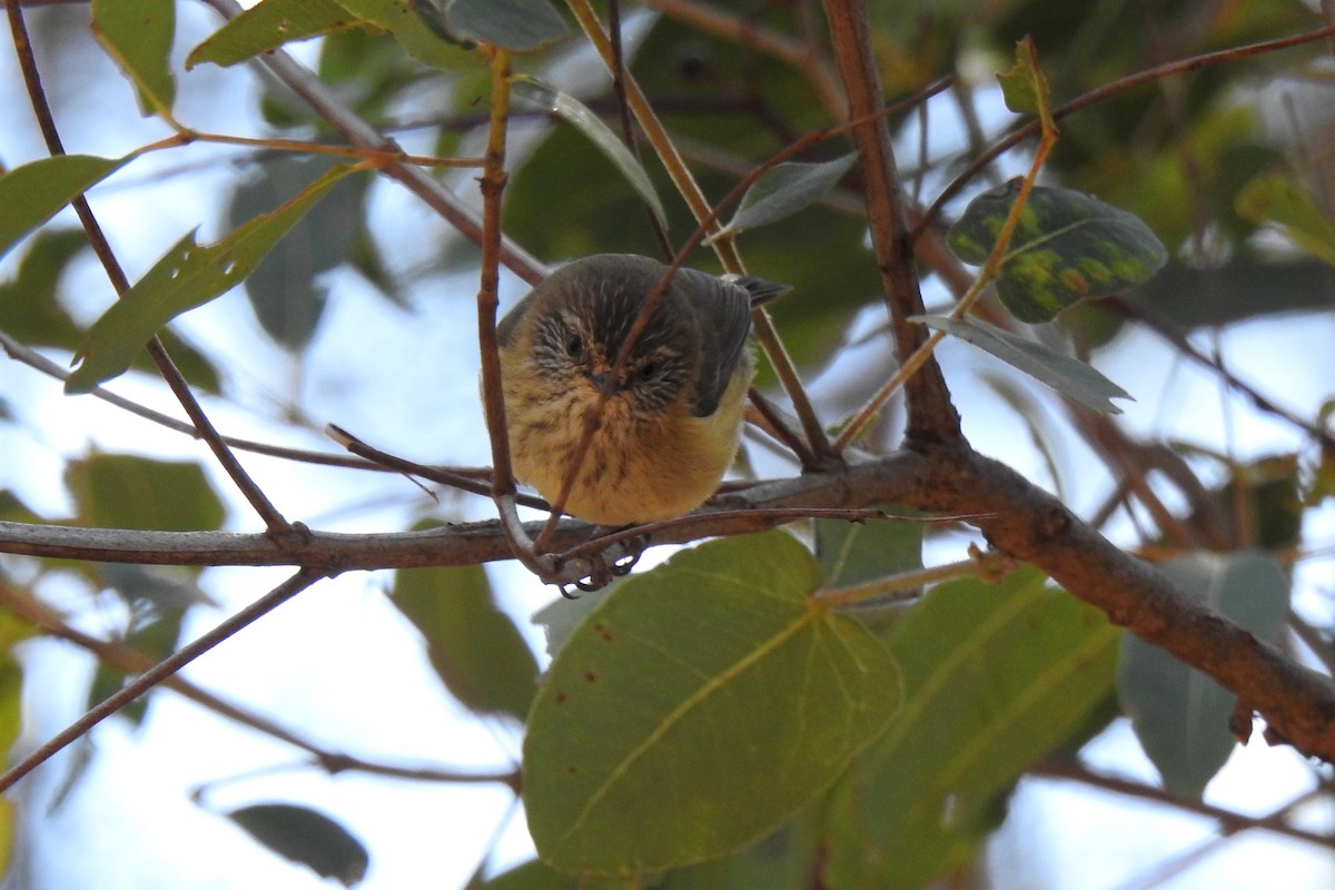 Striated Thornbill - ML619070265