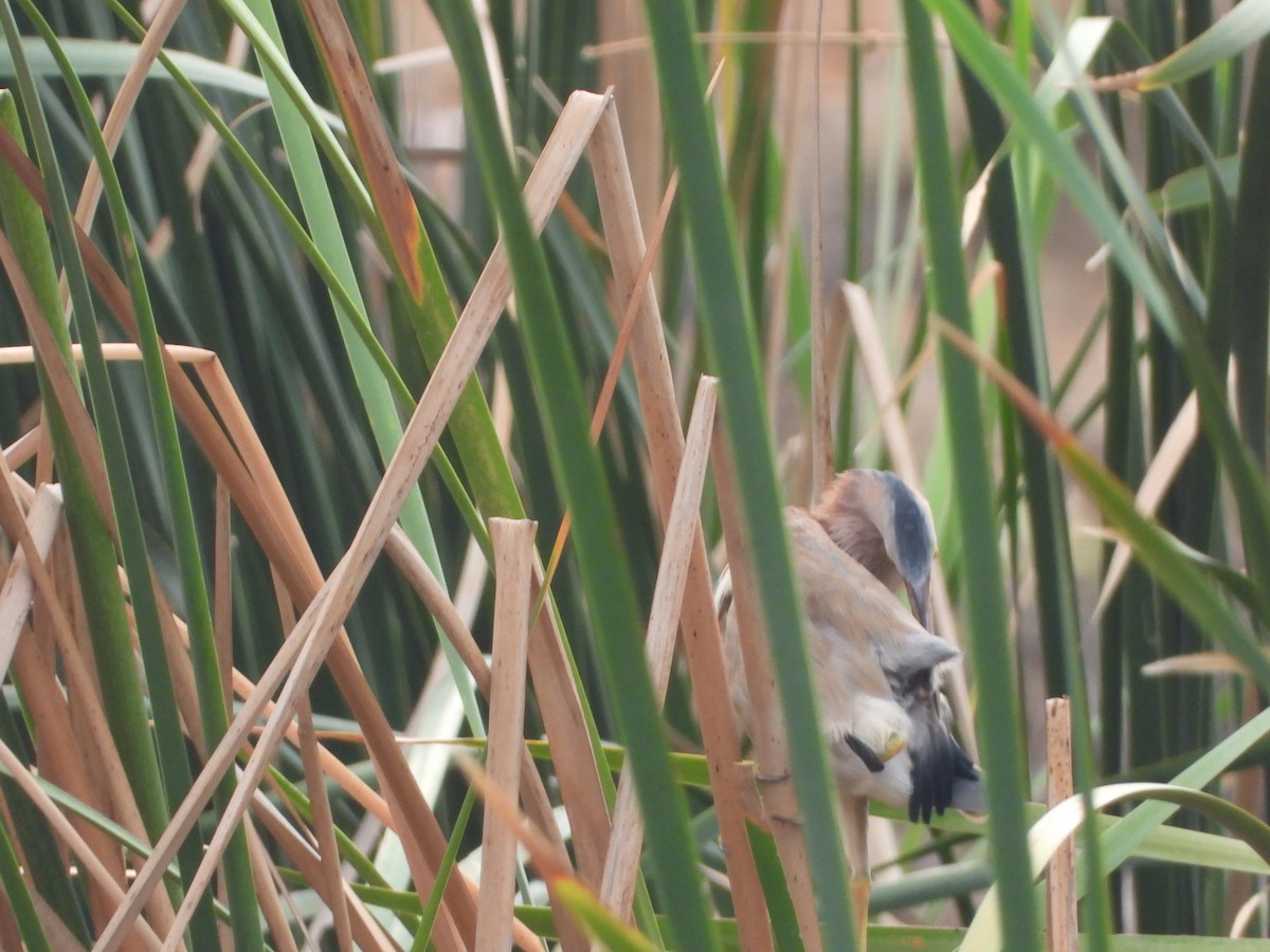 Yellow Bittern - ML619070273