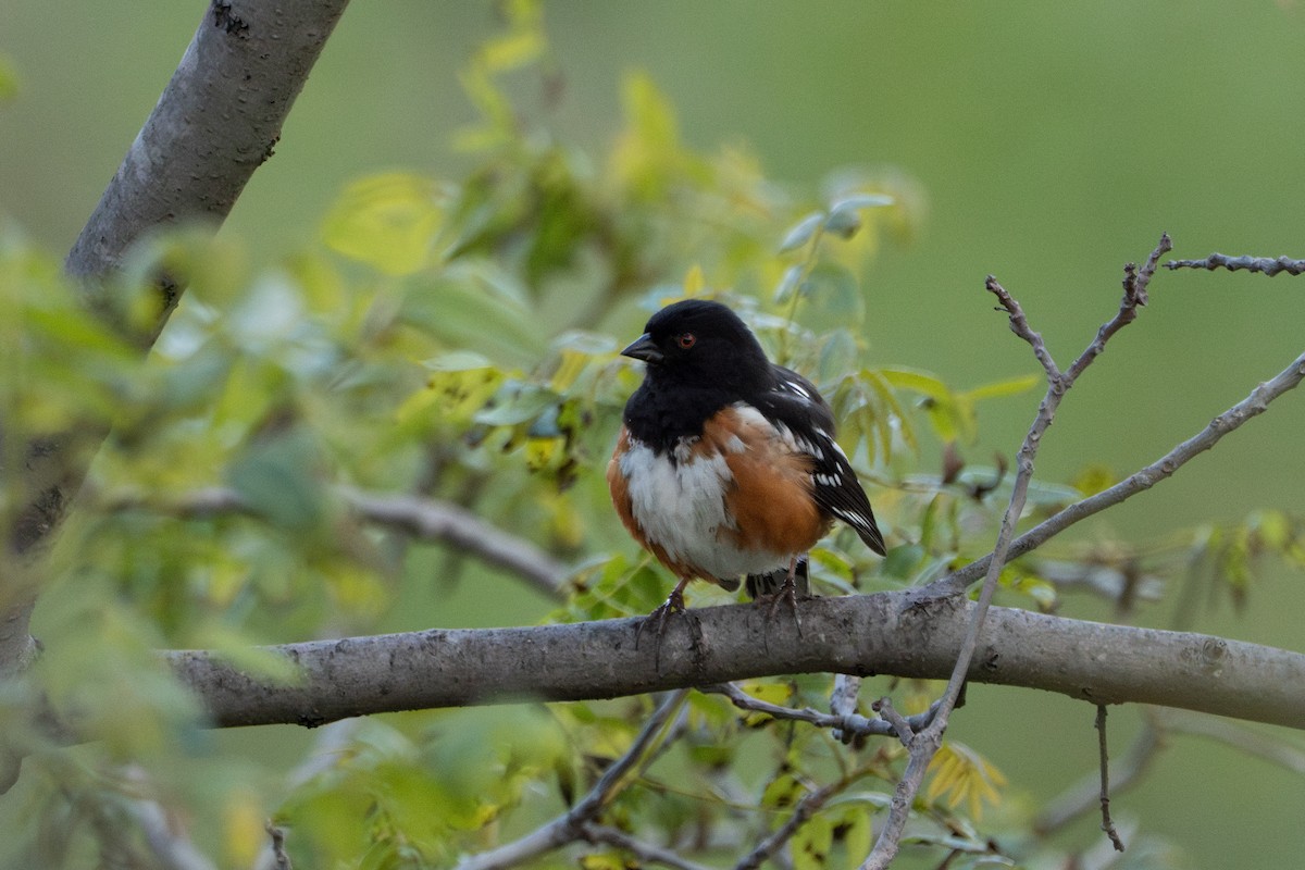 Spotted Towhee - ML619070275